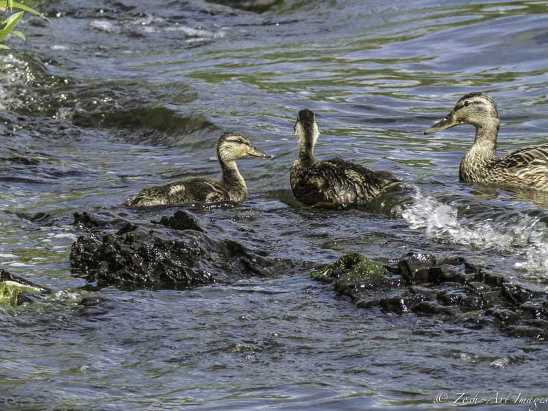 Mother & Babies