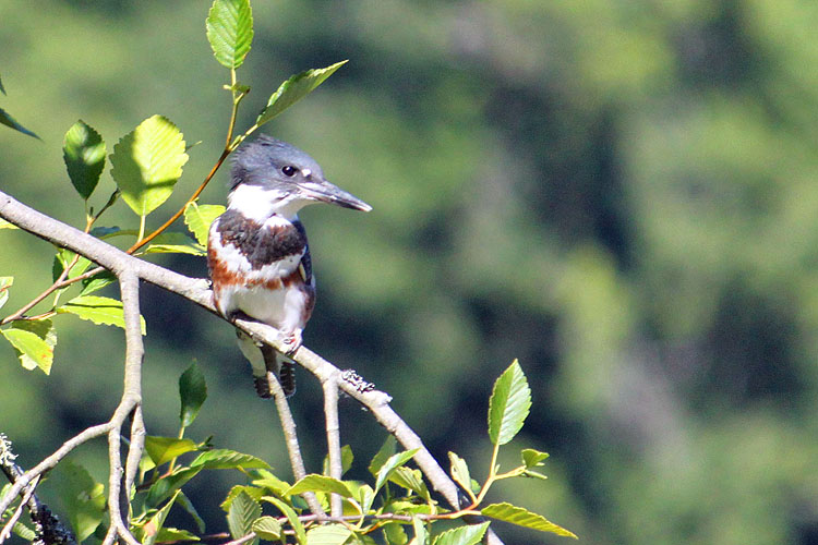Watchful Kingfisher