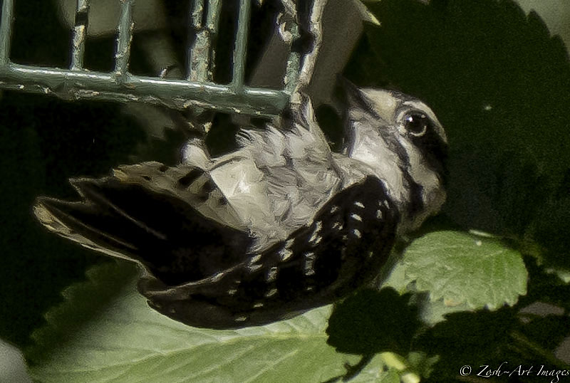 Downey Woodpecker?