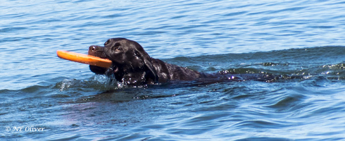 Nancy OliverDog's Summer Fun II