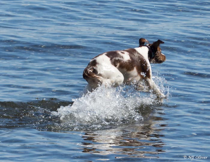 Nancy OliverDog's Summer Fun I