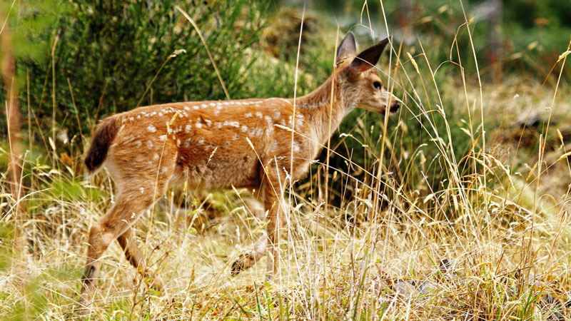 Columbian-Black--tailed-fawn