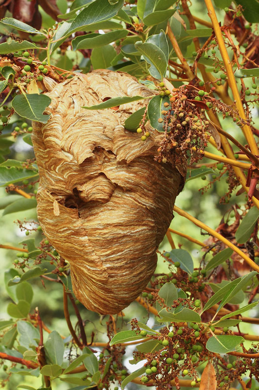 Hornets-Nest-in Arbutus