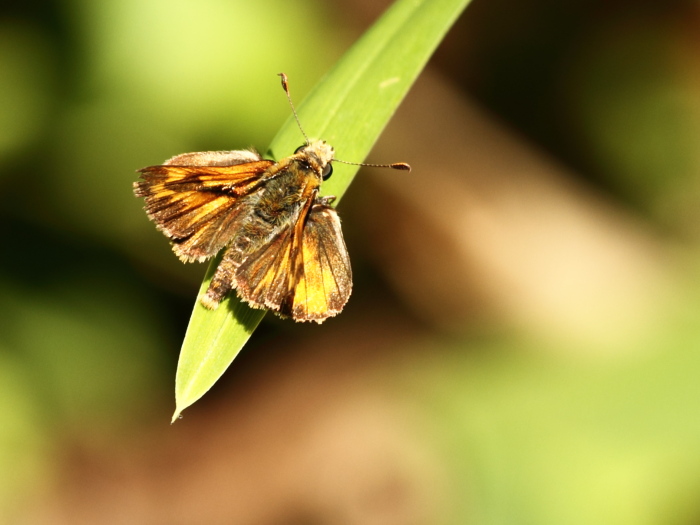 Heather WadeWoodland Skipper Butterfly