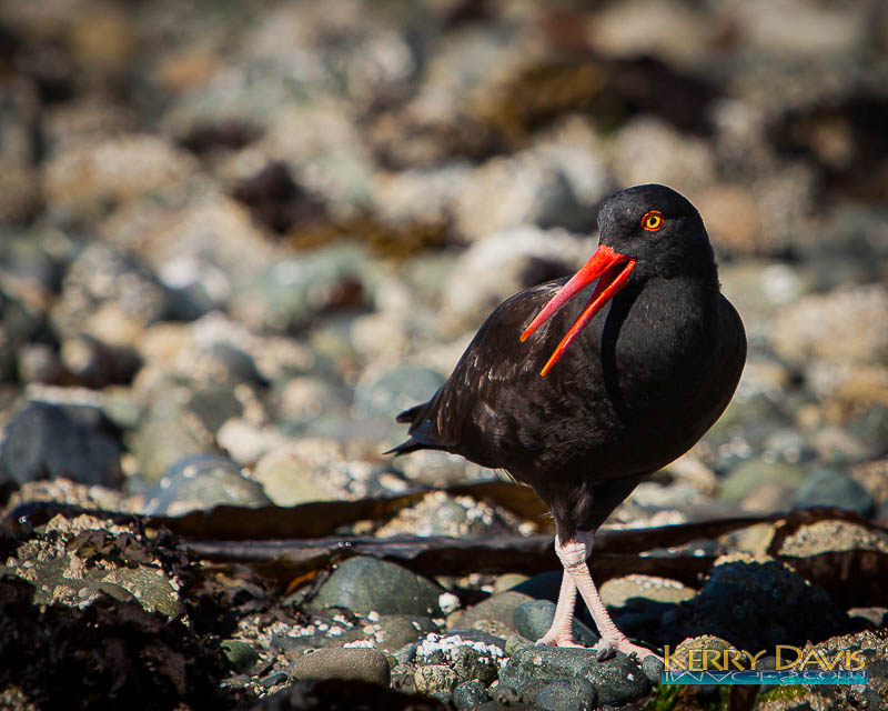 Kerry DavisSeptember 2014 Evening FavouritesTheme: On the BeachBlack Oystercatcher - 1st