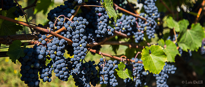 Vineyard Grapes