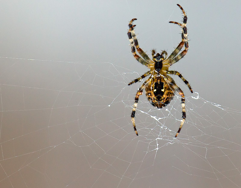 Carl Erland<br>Garden Spider