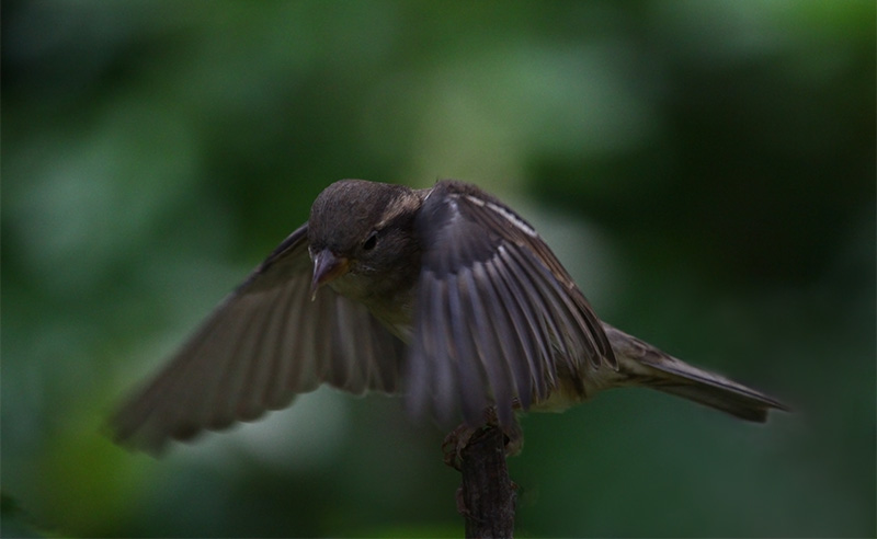 Diana PeglarHouse Sparrow - female  (distorted bill?)