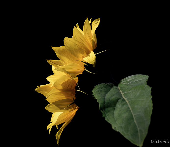 Dale FenwickThe Last Sunflower