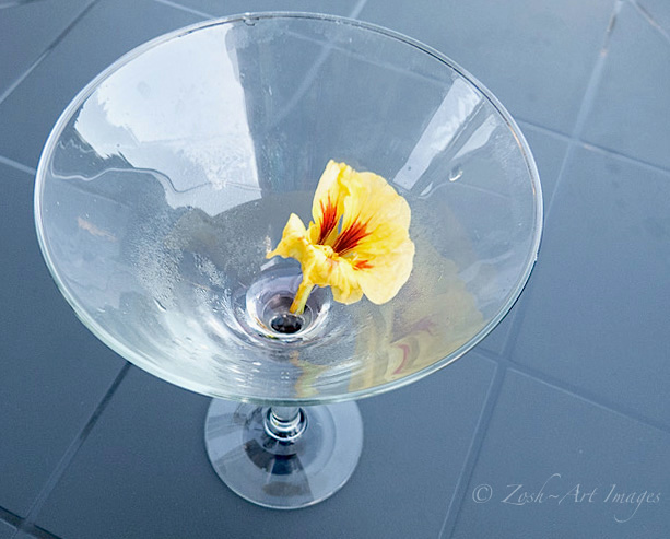  Zosia MillerFlower in Martini Glass 