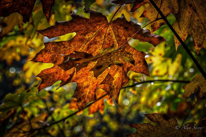 Alan StoryThe Leaves of Fall.jpg