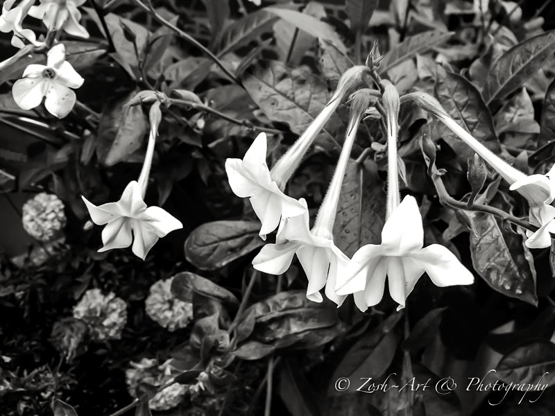 Zosia MillerStreet Photography - White flowers in b&w