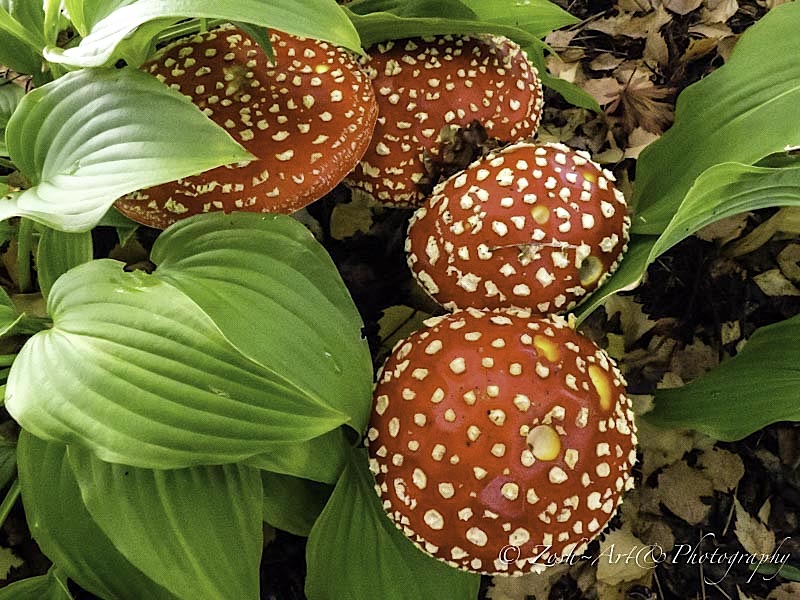Zosia MillerFly Agaric - After the Rains