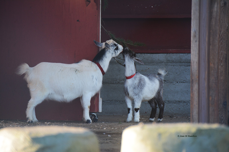 Goats in the Park