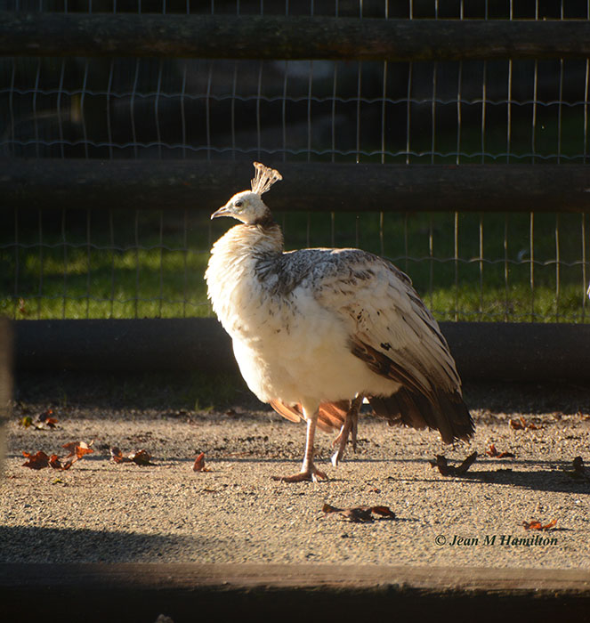 Strutting in the Park