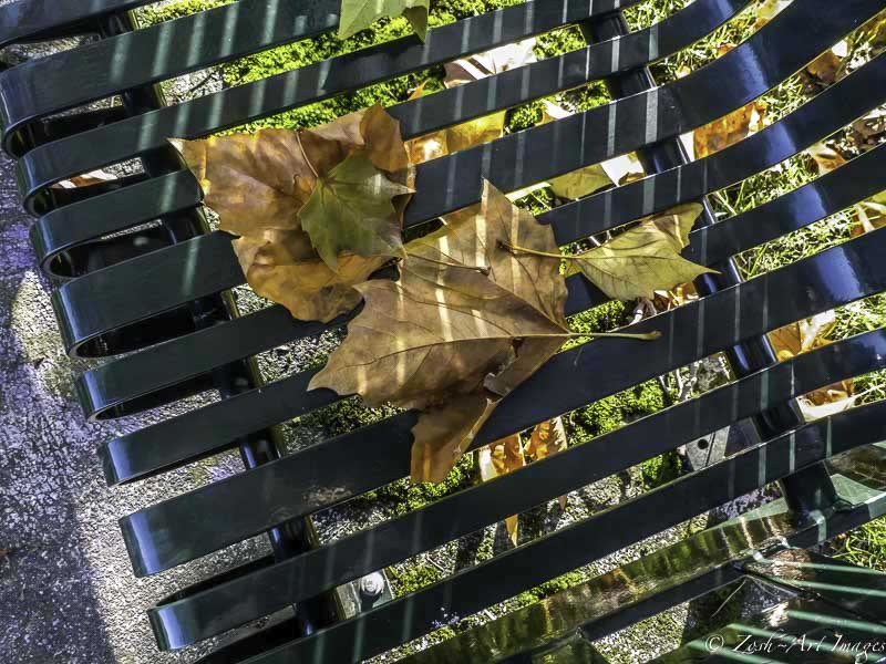 Leaves on Bench