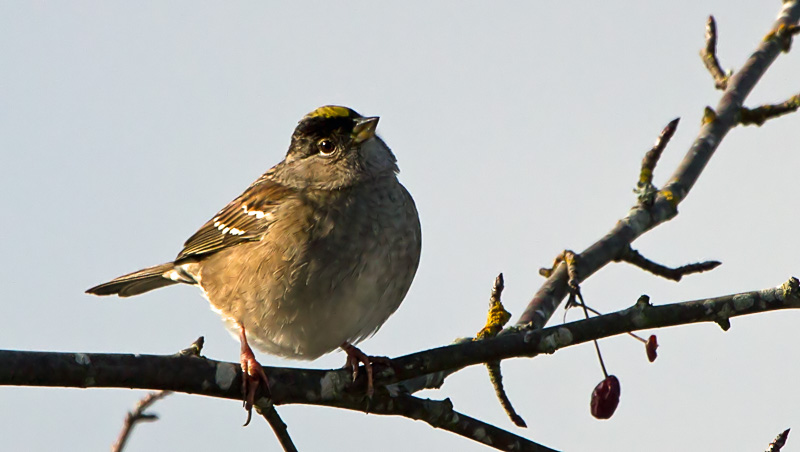 Carl ErlandGolden-crowned Sparrow