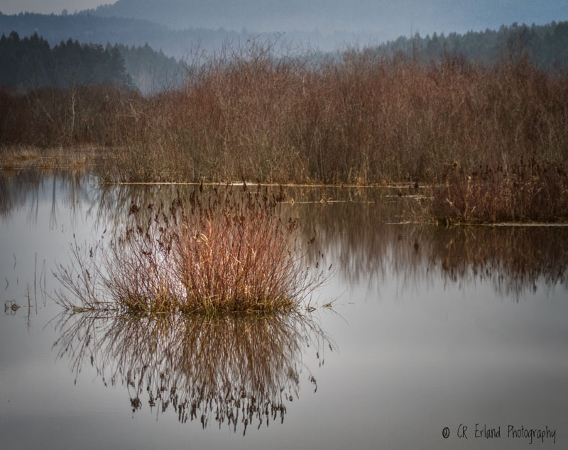 Racine Erland<br>The Marsh