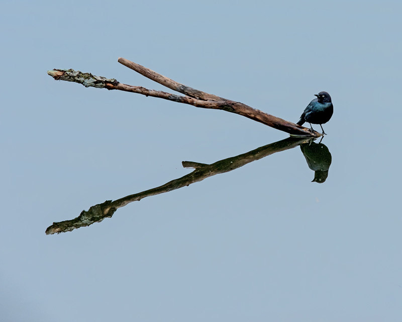 M. E. RosenBlack Bird, on a stick..