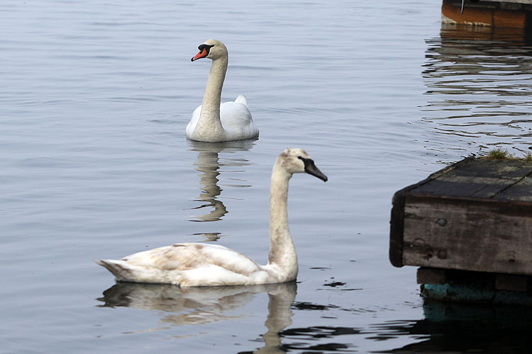 Wilma Harvie<br>Two swans