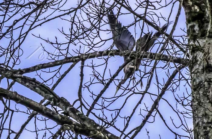 Zosia MillerSpooked Heron