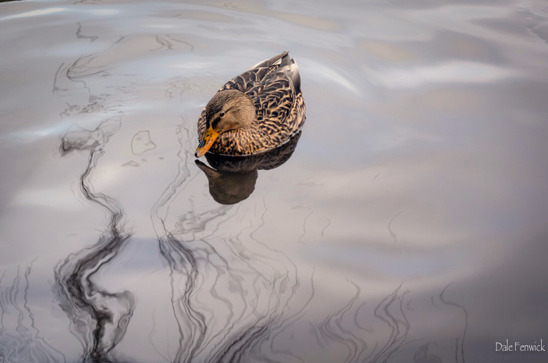 Dale Fenwick<br>Reflections of Winter