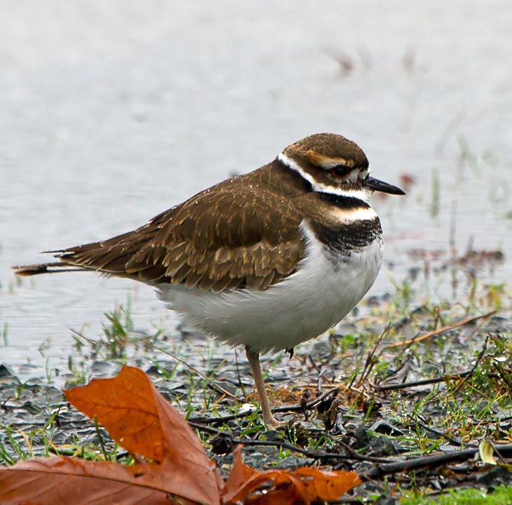 Carl ErlandCold Killdeer