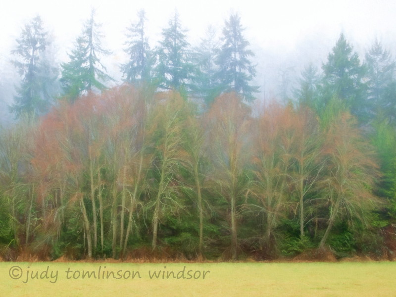 Judy WindsorFog in the Forest