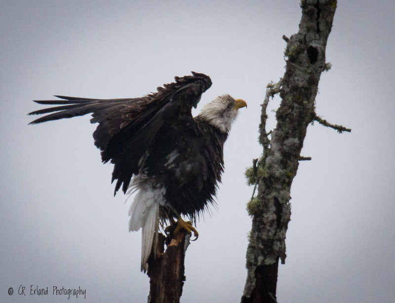 Racine ErlandA Damp, Foggy Perch