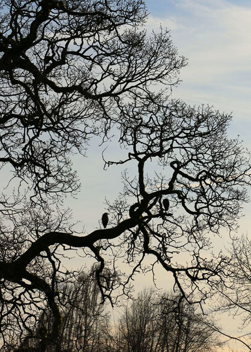 Wilma HarvieHerons & Garry oak