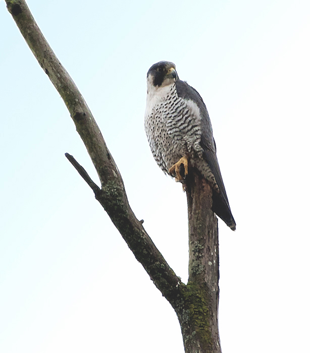 R PenneyPeregrine Falcon