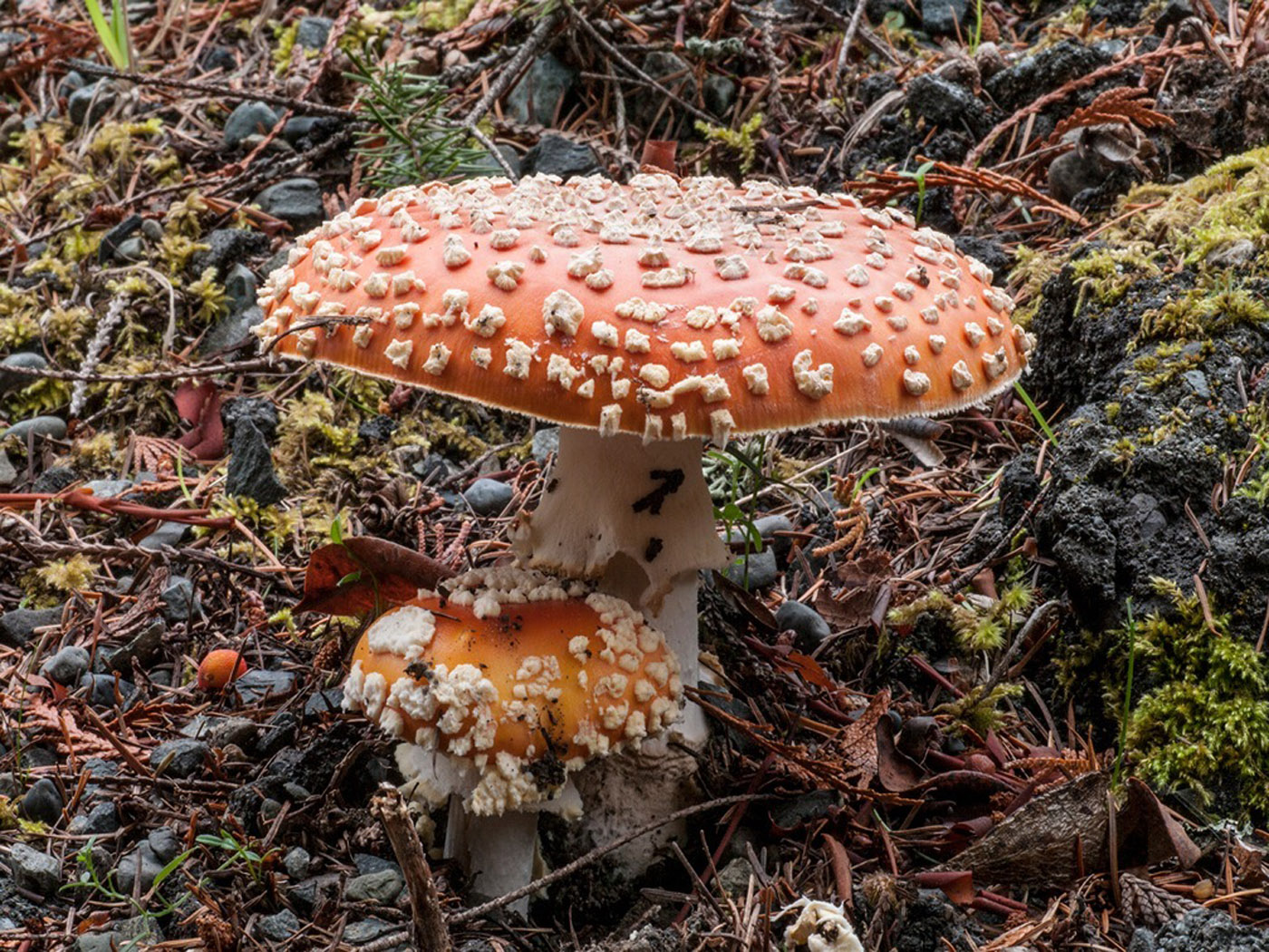 Amanita<br>Sandy Evans<br>CAPA Fall 2014<br>Nature