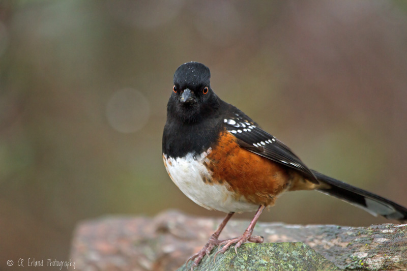 Carl ErlandPacific Northwest Spotted Towhee