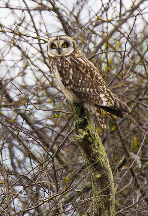 Don Brown Short Eared Owl