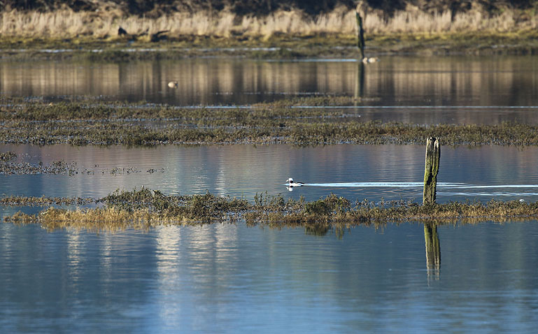 Wilma HarvieCowichan River Estuary