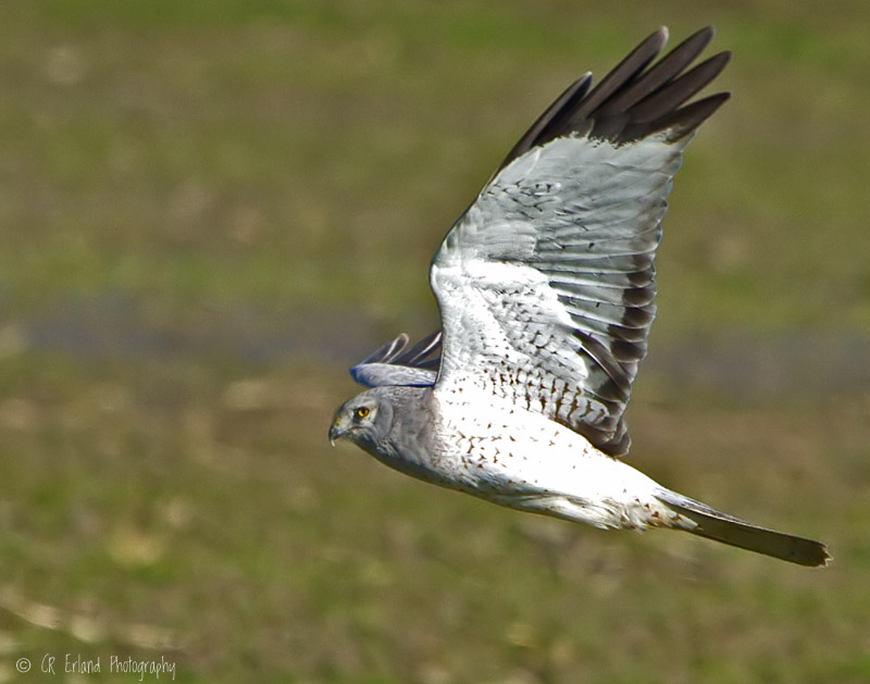 Carl ErlandMale Northern Harrior Hawk