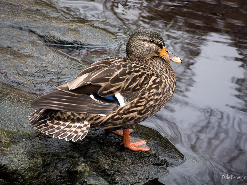 Checking Out The Pond