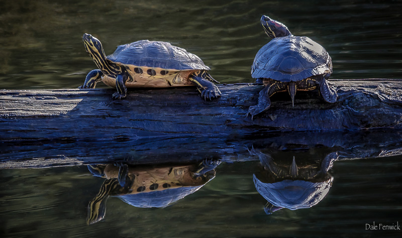 Dale FenwickTurtles at Beacon Hill