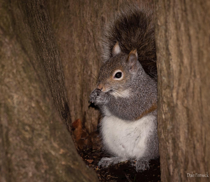 Dale FenwickSmart Squirrel