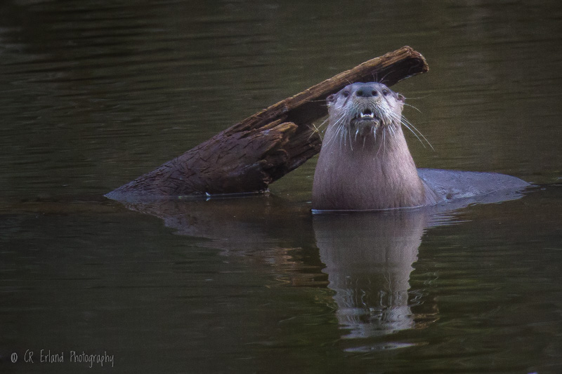 Racine ErlandThe Biggest Otter We've Ever Seen