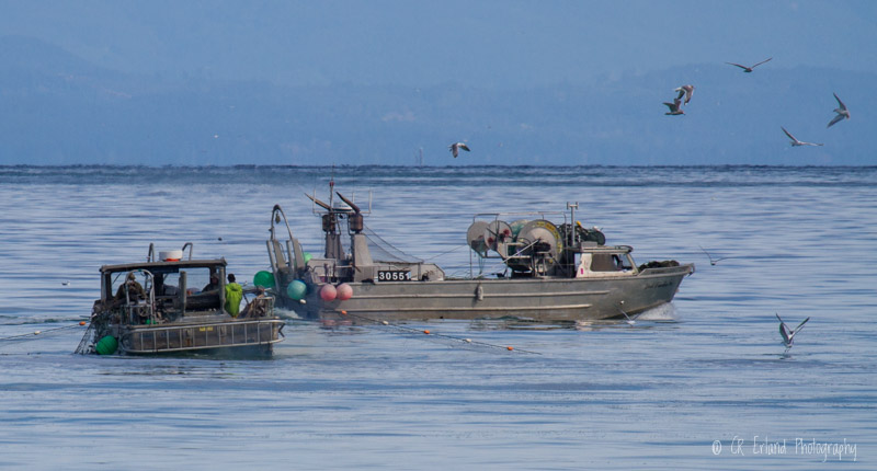 Racine ErlandHerring Fishing at Qualicum