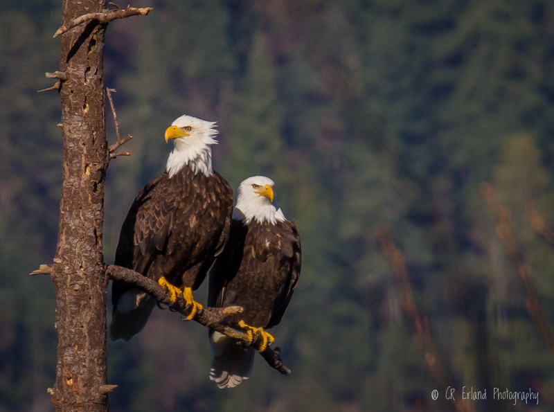 Racine ErlandRegal Pair