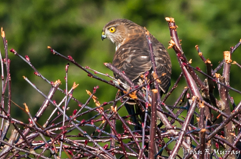 John MurrayCooper's Hawk