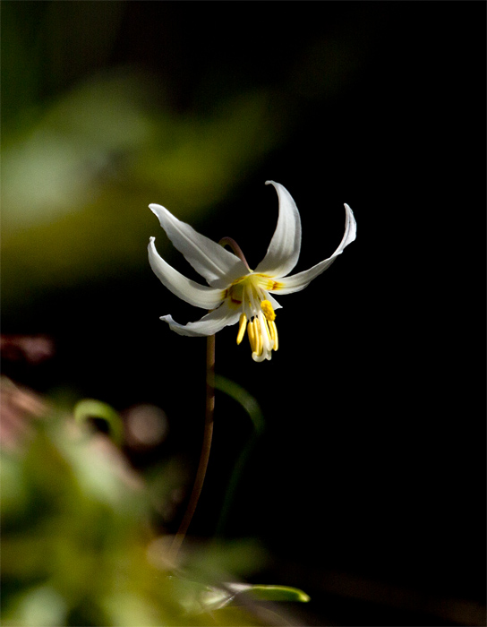 Don Brown Curly Lily