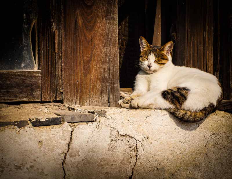 Ian FaulksMarch 2015 Evening FavouritesTheme: CatsTongli Cat - 1st