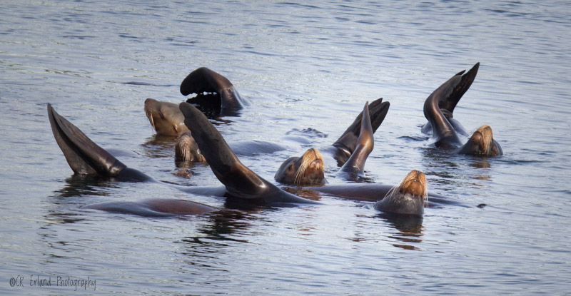 Racine ErlandSea Lion Raft