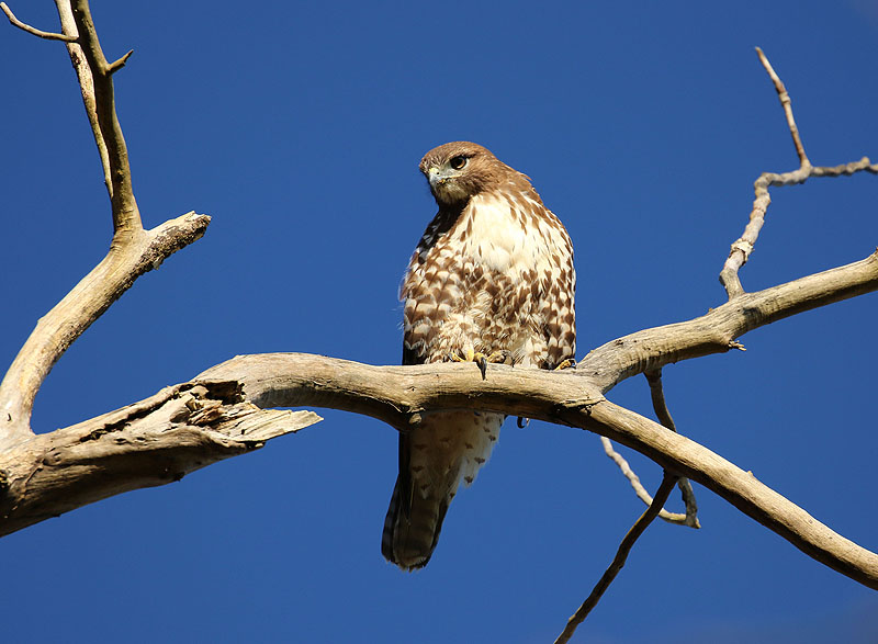 Wilma HarvieHawk on dead tree.