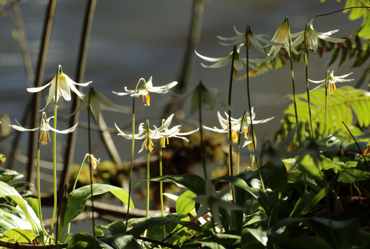 Wilma HarvieWild lilies by the river.