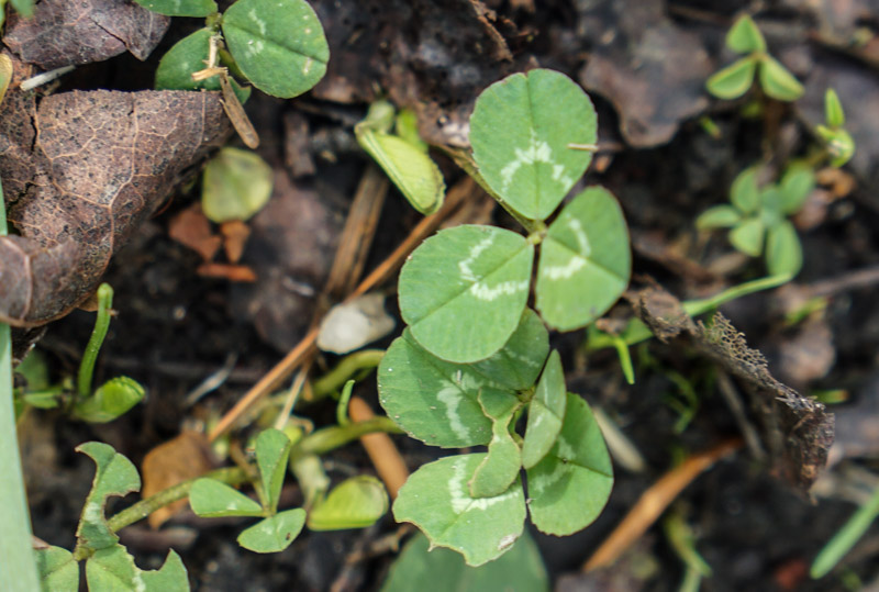 Carl Erland - Team Erland9 - Lucky Clover