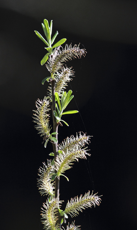 Heather WadeWillow-Catkin-pb.jpg